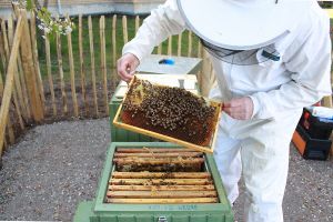 Biodlaren lyfter ut en ram med bin och bilarver ur bikupan för kontroll