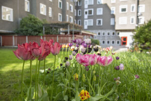 Innergård på Södermalm med en del klippt gräsmatta, en del vildväxande gräs och blommande tulpaner emellan
