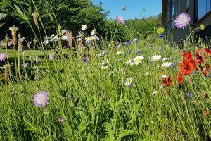 Ängsblommor vid SKBs kvarter i Vårberg.