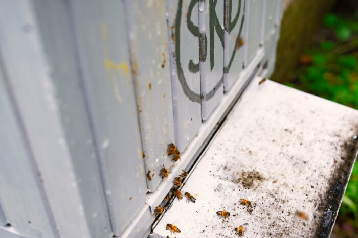 Bin som kryper in och ut ur en bikupa märkt med SKB:s logotyp