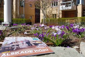 Tidningen Vi i SKB intill en rabatt med vårblommor i SKB-kvarteret Lillsjönäs