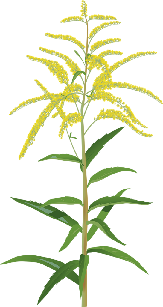 Kanadensiskt gullris – Solidago canadensis | SKB